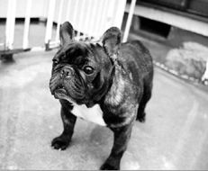 Марина Куропаткина - Французский бульдог