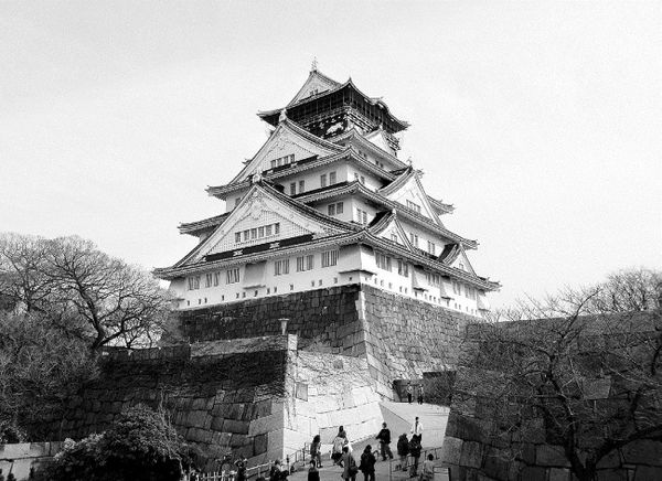 Сборник - Папоротники