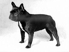 Марина Куропаткина - Французский бульдог