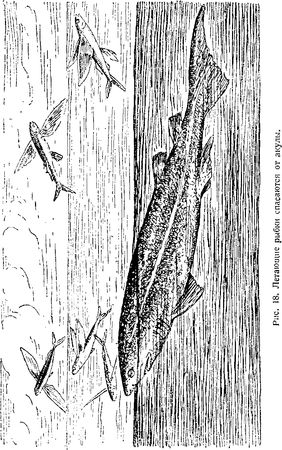 В. Богоров - Подводный мир