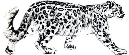 Коллектив авторов - Дикие кошки