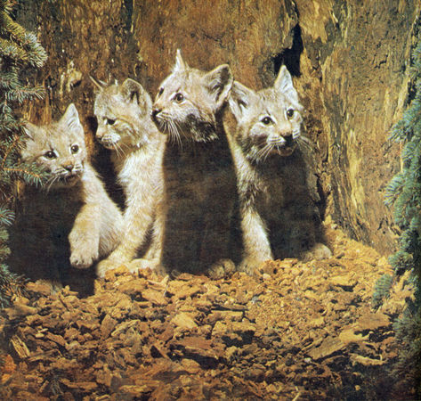 Коллектив авторов - Дикие кошки