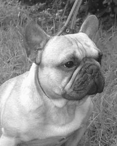 Марина Куропаткина - Французский бульдог