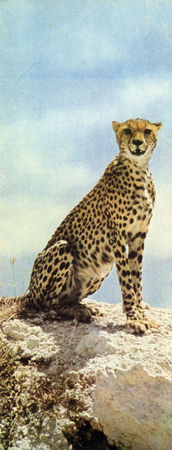 Коллектив авторов - Дикие кошки