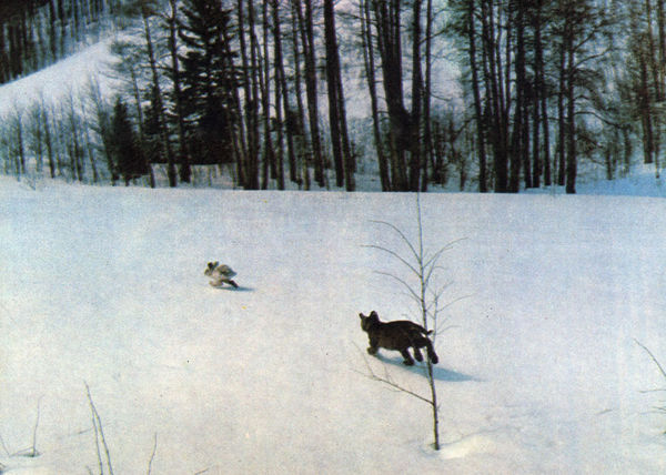 Коллектив авторов - Дикие кошки