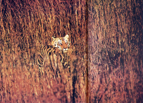 Коллектив авторов - Дикие кошки