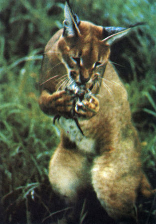 Коллектив авторов - Дикие кошки