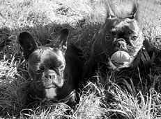 Марина Куропаткина - Французский бульдог