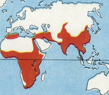 Коллектив авторов - Дикие кошки
