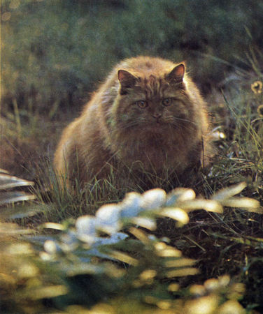 Коллектив авторов - Дикие кошки