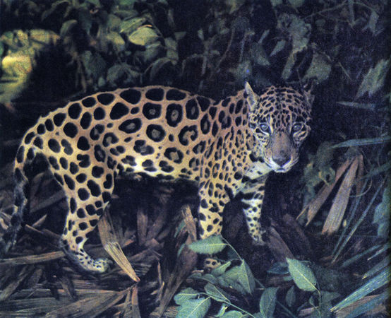 Коллектив авторов - Дикие кошки