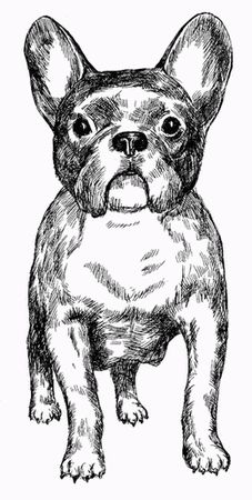 Марина Куропаткина - Французский бульдог