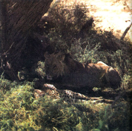 Коллектив авторов - Дикие кошки