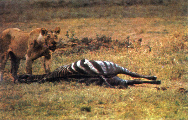 Коллектив авторов - Дикие кошки