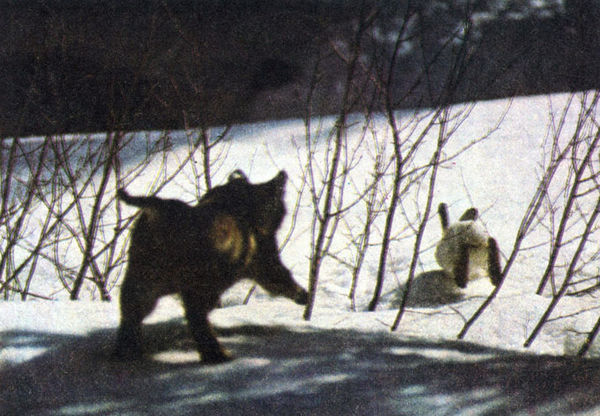 Коллектив авторов - Дикие кошки