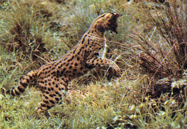 Коллектив авторов - Дикие кошки