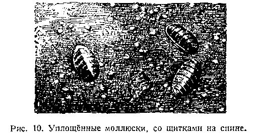 В. Богоров - Подводный мир