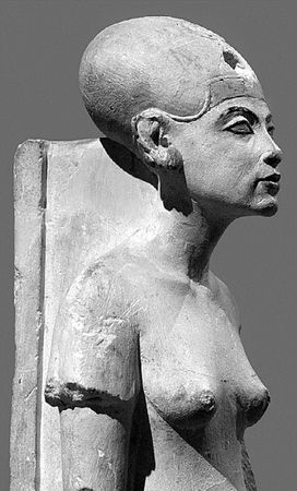 Сборник - Папоротники