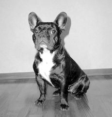 Марина Куропаткина - Французский бульдог