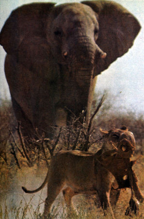 Коллектив авторов - Дикие кошки