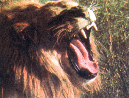 Коллектив авторов - Дикие кошки