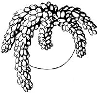 Наталья Логачева, Наталья Шешко - Энциклопедия комнатных растений