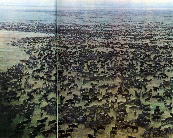 Коллектив авторов - Дикие кошки