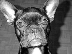 Марина Куропаткина - Французский бульдог