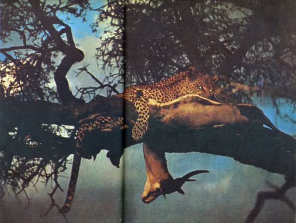 Коллектив авторов - Дикие кошки