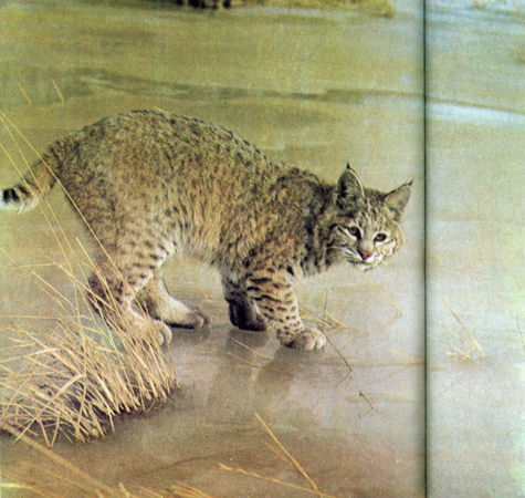 Коллектив авторов - Дикие кошки