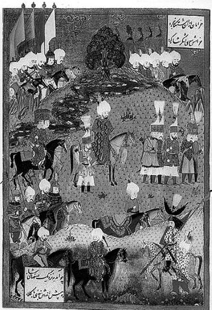 Сборник - Папоротники