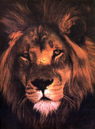 Коллектив авторов - Дикие кошки