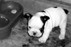 Марина Куропаткина - Французский бульдог