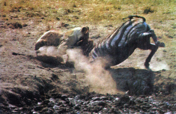 Коллектив авторов - Дикие кошки