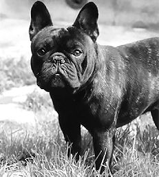 Марина Куропаткина - Французский бульдог