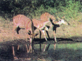 Коллектив авторов - Дикие кошки