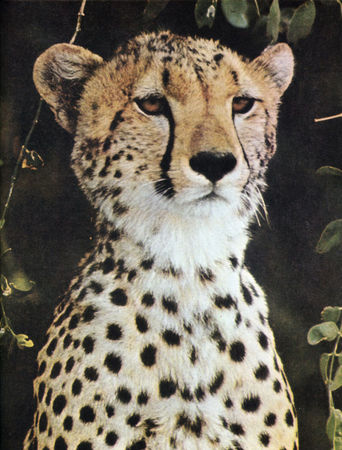 Коллектив авторов - Дикие кошки