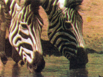 Коллектив авторов - Дикие кошки