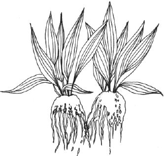 Наталья Логачева, Наталья Шешко - Энциклопедия комнатных растений