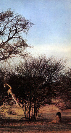 Коллектив авторов - Дикие кошки