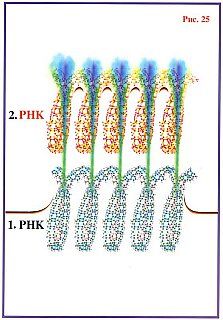 Николай Левашов - Сущность и Разум. Том 1