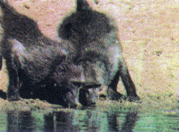 Коллектив авторов - Дикие кошки