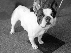 Марина Куропаткина - Французский бульдог