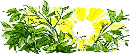 Дик Кинг-Смит - Нос королевы