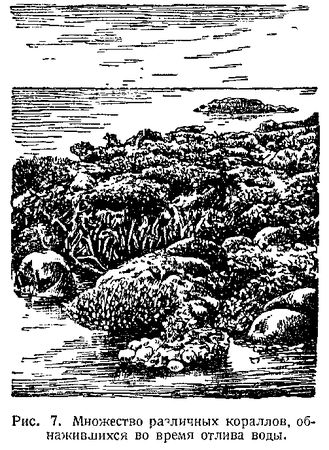 В. Богоров - Подводный мир