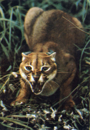 Коллектив авторов - Дикие кошки