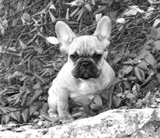 Марина Куропаткина - Французский бульдог