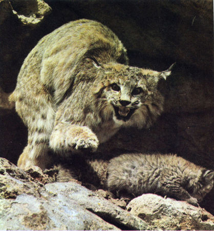 Коллектив авторов - Дикие кошки