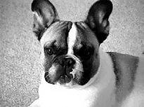 Марина Куропаткина - Французский бульдог