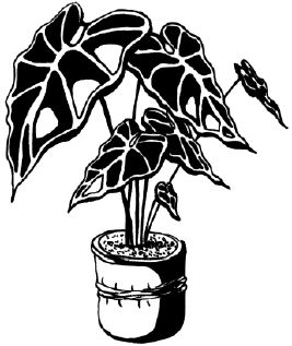 Наталья Логачева, Наталья Шешко - Энциклопедия комнатных растений